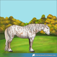 Horse Color:Chocolate Palomino  and Gray Chocolate Palomino 