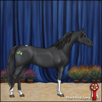 Horse Color:Blue Roan Tobiano 