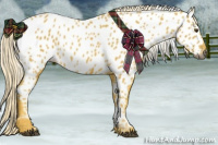 Horse Color:Gray Palomino Appaloosa 