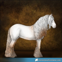 Horse Color:Gray Gold Champagne 