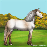 Horse Color:Gray Gold Champagne 