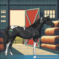 Horse Color:Black Tobiano 
