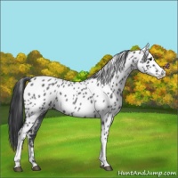 Horse Color:Blue Roan Leopard 
