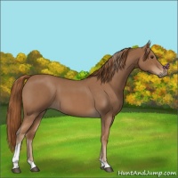 Horse Color:Red Roan Tobiano 