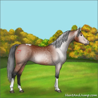 Horse Color:Gray Bay Tobiano 