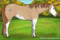 Horse Color:Red Dun Splash 