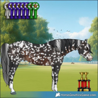 Horse Color:Brown Appaloosa 
