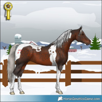 Horse Color:Silver Brown Tobiano 