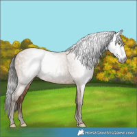 Horse Color:Gray Amber Champagne 