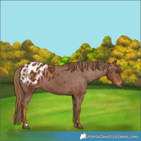 Horse Color:Gray Chestnut Appaloosa 
