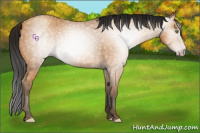 Horse Color:Gray Amber Champagne 