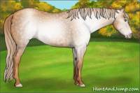 Horse Color:Gray Gold Champagne