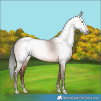 Horse Color:Gray Amber Champagne 