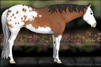 Horse Color:Bay Sabino Splash Varnish 