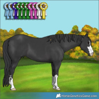 Horse Color:Black 
