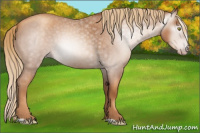 Horse Color:Gray Gold Champagne Roan 