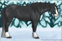 Horse Color:Black Splash