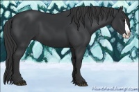 Horse Color:Black Splash