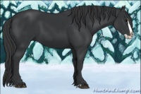 Horse Color:Black Splash 