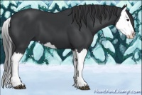 Horse Color:Black Splash 