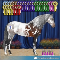 Horse Color:White Spotted Brown