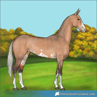 Horse Color:Bay Dun  and Silver Bay Dun 