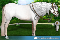 Horse Color:Gray Gold Champagne Appaloosa