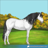 Horse Color:White Spotted Blue Roan Rabicano and White Spotted Blue Roan Frame Rabicano