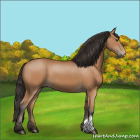 Horse Color:Bay 