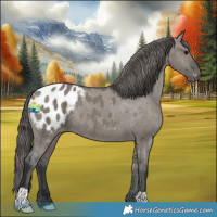 Horse Color:Grullo Appaloosa 