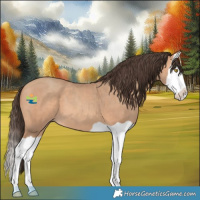Horse Color:Amber Champagne Splash