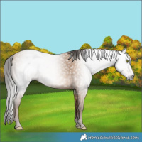 Horse Color:Gray Amber Champagne 