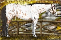 Horse Color:Bay Splash Tobiano Appaloosa  and Bay Splash Tobiano Appaloosa 