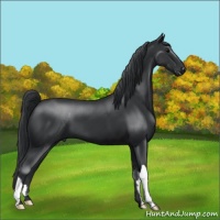 Horse Color:Black 
