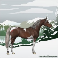 Horse Color:Silver Brown Tobiano Rabicano