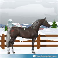 Horse Color:Silver Brown Tobiano Rabicano 