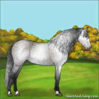 Horse Color:Gray Grullo 