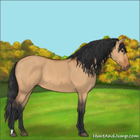 Horse Color:Bay Dun 