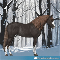 Horse Color:Liver Chestnut Rabicano 