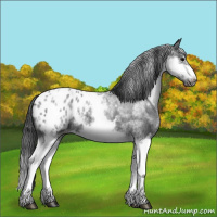 Horse Color:White Spotted Blue Roan Splash Frame Appaloosa 