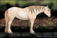 Horse Color:Gold Champagne Pearl Rabicano  and Gold Champagne Pearl Rabicano 