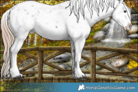 Horse Color:Liver Chestnut Sabino Splash 