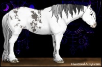 Horse Color:Grullo Sabino Splash 