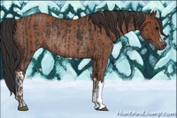 Horse Color:Brown Rabicano  and Brown Rabicano 