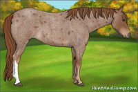 Horse Color:Red Roan 
