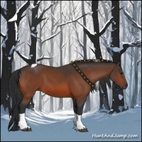 Horse Color:Bay Tobiano 