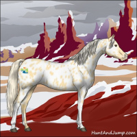 Horse Color:Palomino Dun Appaloosa 
