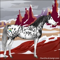 Horse Color:Black Splash Appaloosa 