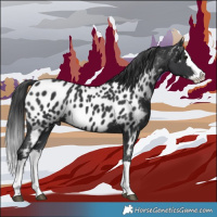Horse Color:Black Splash Near Leopard