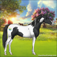 Horse Color:Black Tobiano 